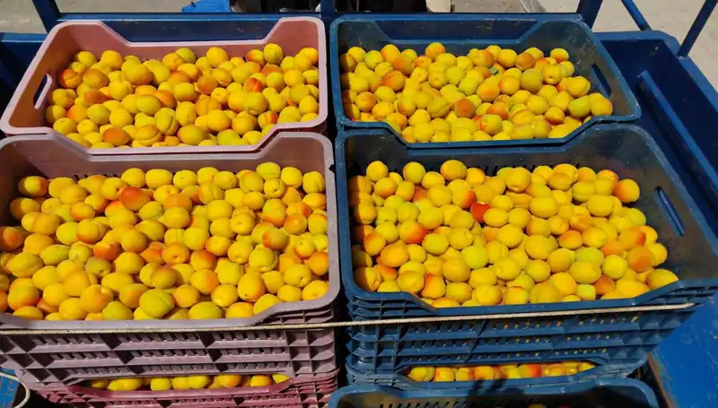 İlk Hasat Heyecanı: Çiftçiler 500 TL’den Ürünlerini Satışa Sundular