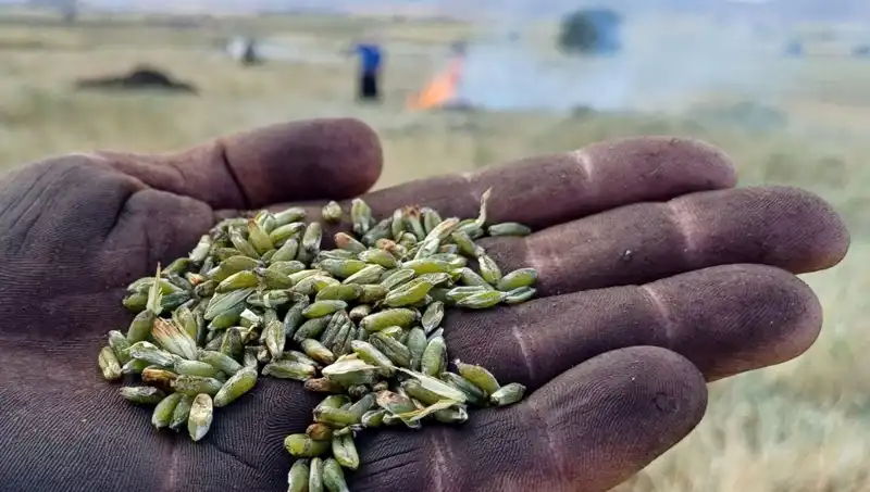 Firik Sezonu Açıldı: Bu Lezzeti Kaçırmayın!