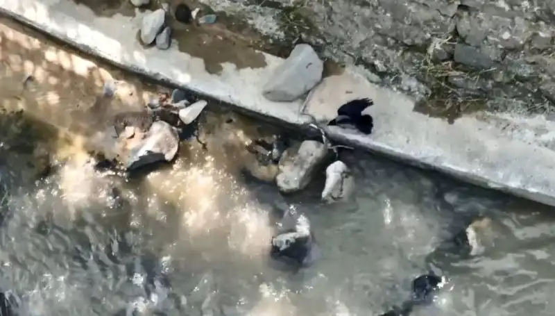 Karga ve Yılanın Büyük Mücadelesi: Doğa Savaşına Tanıklık Edin!