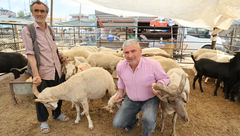 Kurban Pazarlarının Gözdesi: Efsanevi 4 Boynuzlu Koçlar