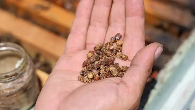 Eskiden Atılan Besin Şimdi Altın Değerinde: Kilosu 3 Bin TL!