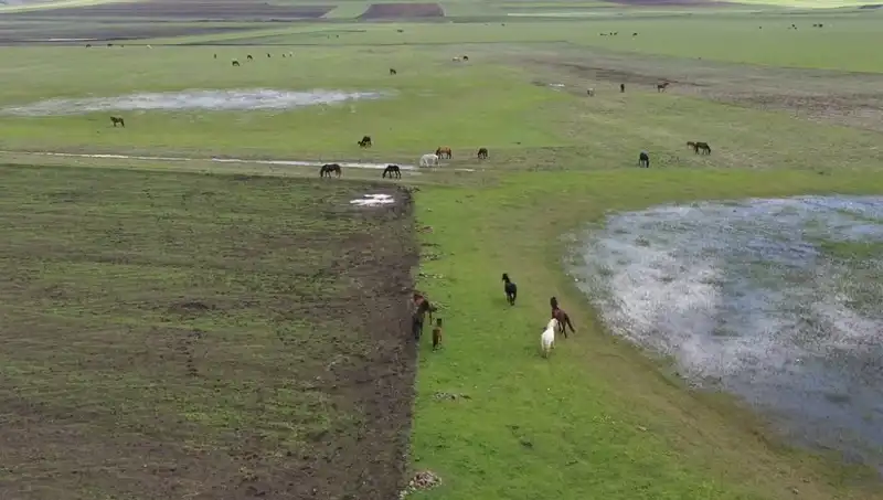 Kars'ın Eşsiz Doğasında Yılkı Atlarının Görüntüleri Duygusal Anlar Yaşatıyor