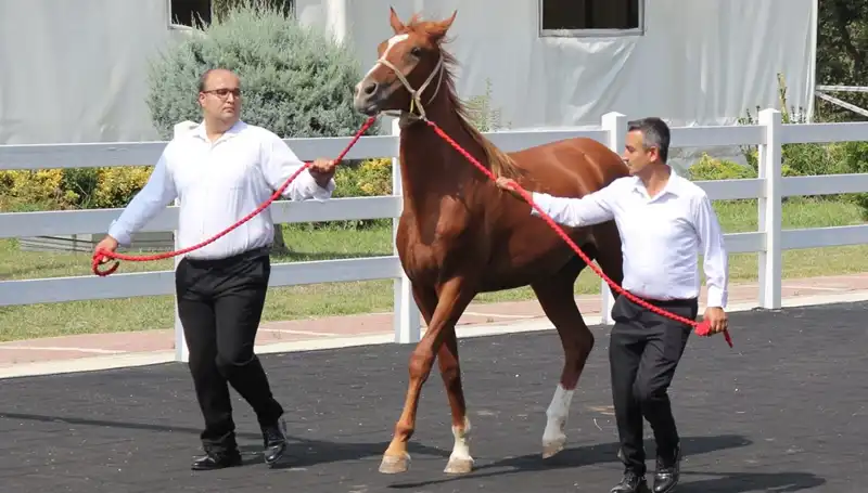 Taşkın Kral Rekorlarıyla Dikkat Çekiyor: Su Altında Bir Efsane!