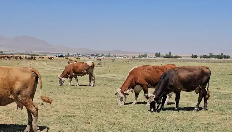 Arin Gölü Kurudu: Su Krizi Kapıda, Yerel Halk Endişeli