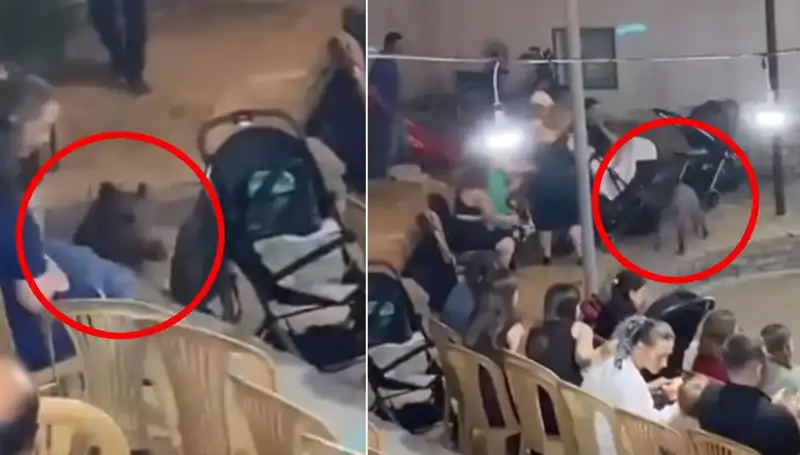 Düğün Eğlencesine Gelen Yaban Domuzu Herkesi Şaşırttı!