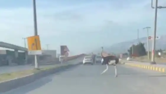 Hatay'da Aniden Yola Fırlayan Deve Kuşu Sürücüleri Şaşırttı