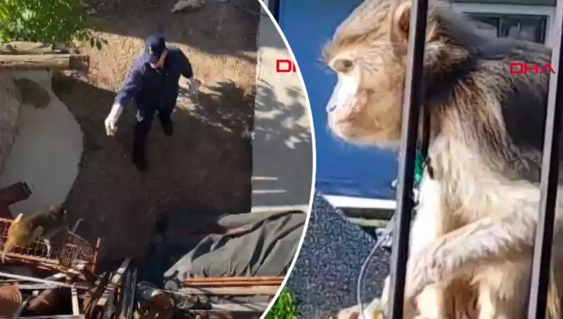 Muğla'da İlginç Bir Olay: Maymun Şehri Karıştırdı!