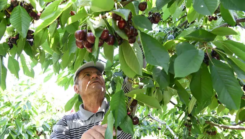 Lapseki'deki Dev Sebze: Çay Bardağına Sığmayan Dev Zucchini