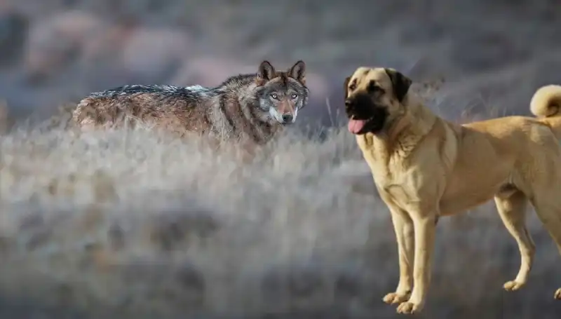 Kangal Köpeği Talebi Artıyor: Kurt Popülasyonu Nedeniyle Değişen Dinamikler