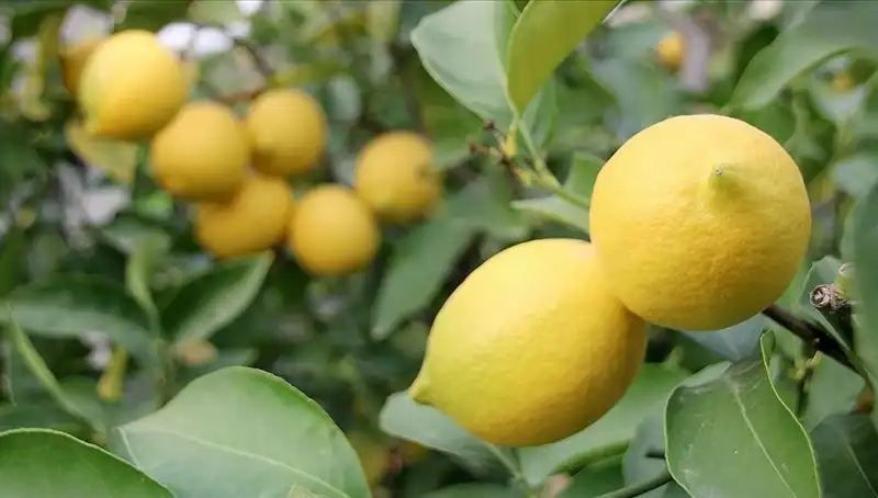 Limon Fiyatları Zirve Yaptı: Bir Adet 24 Lira Oldu!