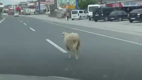 Yalova'da Kaçan Kurbanlık Hayvan Trafiği Alt Üst Etti