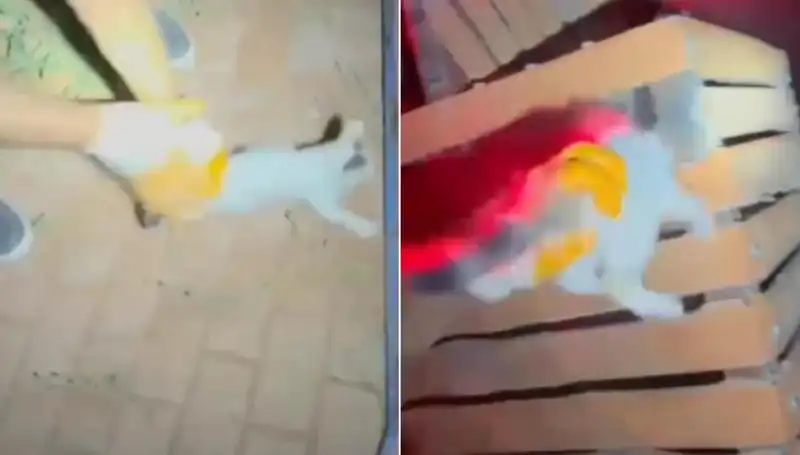 Gece Yarısı İtfaiye Ekiplerinin Kediyi Kurtarma Operasyonu