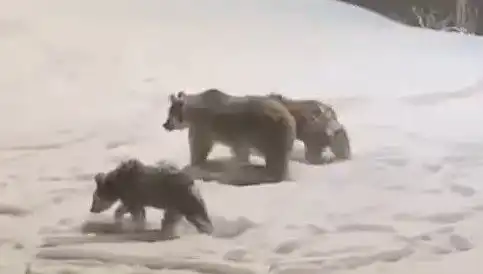 Anne ve Yavru Ayılar Doğada Yiyecek Arama Macerasına Çıktı