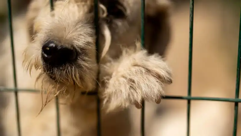 Stresli Çalışma Hayatı: Köpekler de İş Stresinden Mı Etkileniyor?